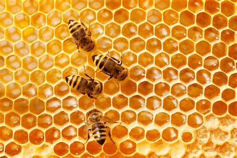 How Do Honey Bees Spend the Winter? - Buckhorn Inn