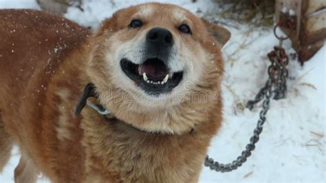 Shelter for Homeless Dogs in Winter Cages Booths Chains Stock Video ...