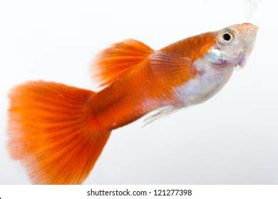 Full Red Guppy Isolated On White Stock Photo 121277398 | Shutterstock