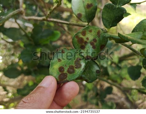 Close On Leaf Rust Diseases Stock Photo 2194735537 | Shutterstock