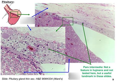 pituitary histology Diagram | Quizlet