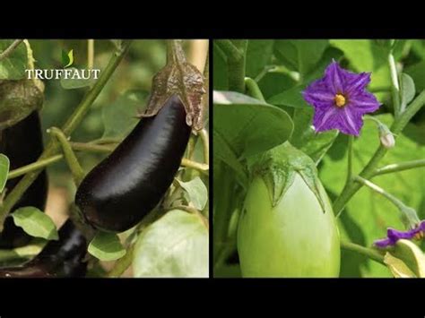 Comment Planter Des Aubergines Au Potager Truffaut Youtube