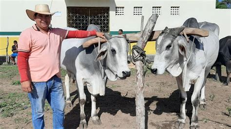 Feira Do Gado Na Cidade De Ibiapina Cear Dia Uma Feira