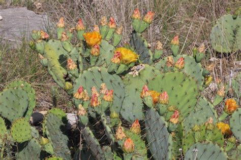 Cactus Flowers Free Stock Photo - Public Domain Pictures