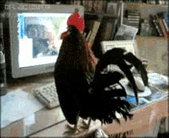 Rooster GIF - Find & Share on GIPHY