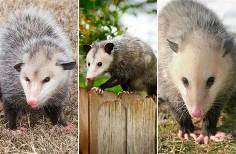 Opossums: Fascinating Creatures of the Americas (Facts, pics & Info)