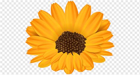 Common Sunflower Graphy Flower Orange Sunflower Flower Png PNGWing