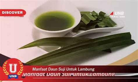 Intip Manfaat Daun Suji Untuk Lambung Yang Bikin Kamu Penasaran