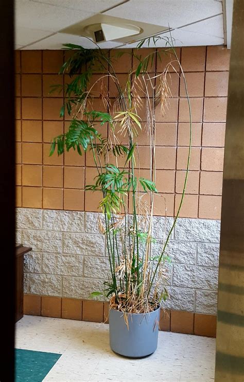 Large indoor bamboo plant in the Plant ID forum - Garden.org