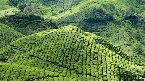 Cameron Highlands Vacation Book Your Cameron Highlands Holiday Package