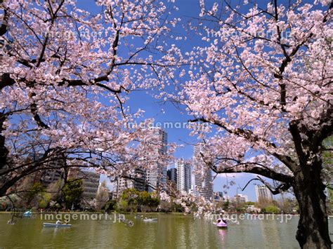 満開の桜と不忍池 東京都上野公園の写真素材 157517944 イメージマート