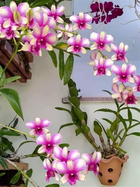 Como cuidar de Orquídea Denphal Petalas e Flores