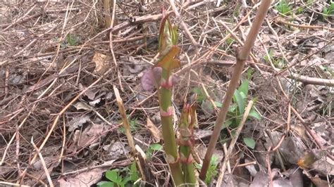 How To Find Japanese Knotweed Youtube