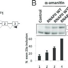 A Model For Rna Directed Modification Of Histone Acetylation By Hu