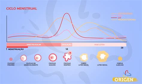 Horm Nios E Fertilidade Como A Rela O Cl Nica Origen