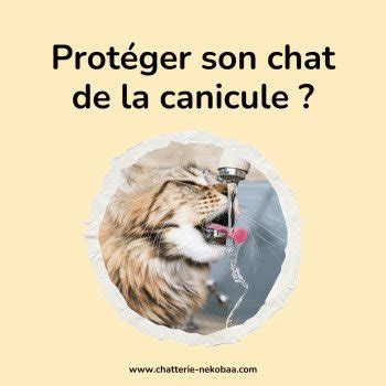 Astuces Pour Prot Ger Son Chat De La Canicule Chatterie Nekobaa