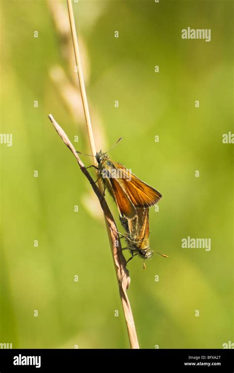 Two Small Skipper Butterflies Thymelicus Sylvestris Mating On A Thin