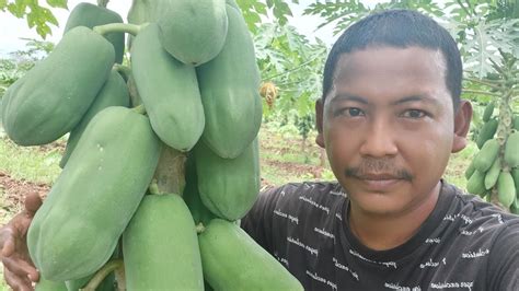 Berkebun Pepaya Merah Delima Youtube