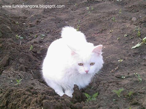 turkish angora cat