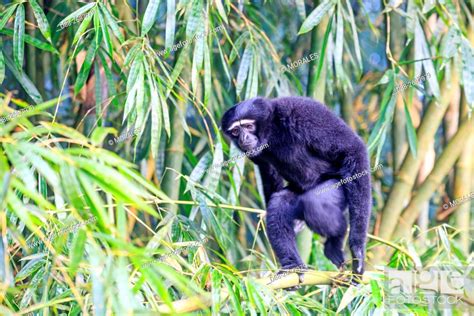 South east Asia, India, Tripura state, Gumti wildlife sanctuary, Stock Photo, Picture And Rights ...