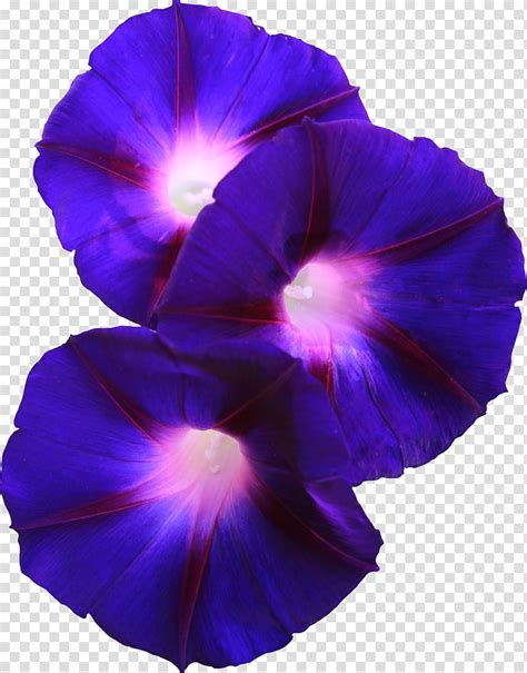 Grandpa Ott Morning Glory Blue And Purple Morning Glory Flowers Art