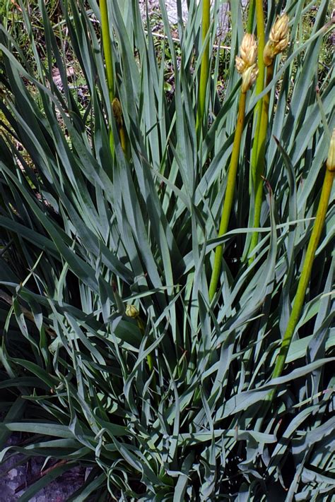 Asphodelus Ramosus Asphodelaceae Image At Phytoimages Siu Edu