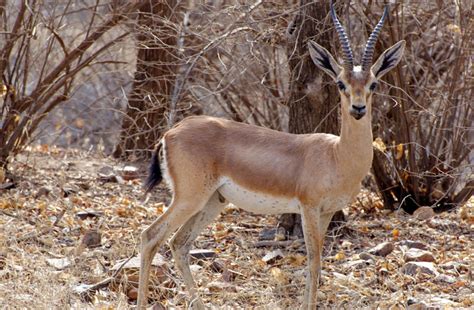 Animals In Ranthambore National Park Wild Animals Conservation In