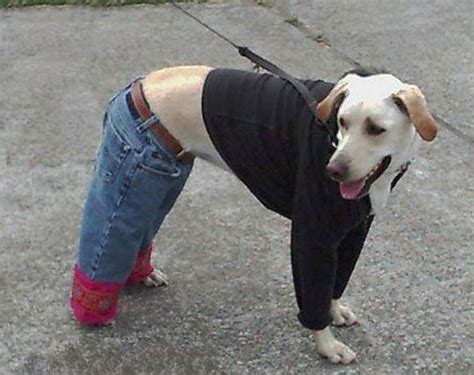 Dog Jeans: Adorable, Cute, Funny Little Pants For Your Dog - Chihuahua ...