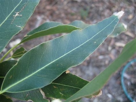 Eucalyptus Grandis Leaf