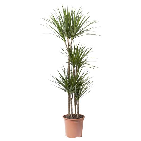 DRACAENA MARGINATA Pflanze Drachenbaum 4 stämmig 27 cm IKEA Deutschland