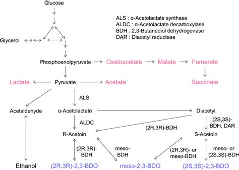 Metabolic Pathway Involved In The Biosynthesis Of Bdo Metabolic