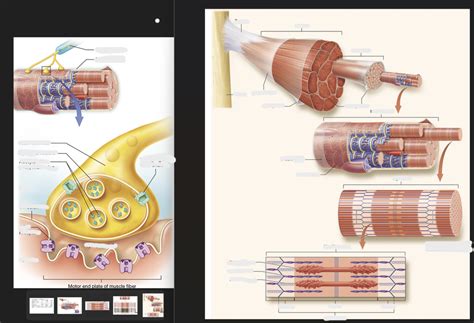 A P Exam Diagram Quizlet