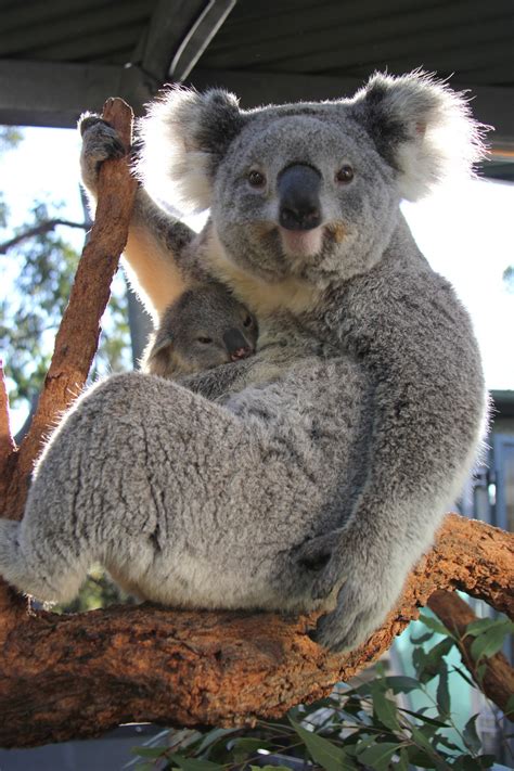 These Baby Koala Joeys Are Too Cute