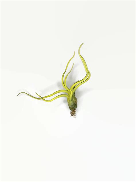 Yellow Bulbosa Air Plant Tillandsia Air Plant Guatemala Air Etsy