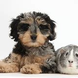 Pets Black Daxiedoodle Pup 6 Weeks Old And Guinea Pig Photo WP36086