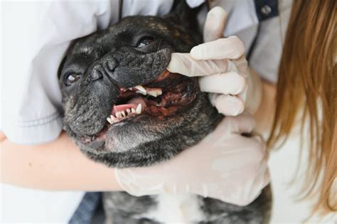 Caring For French Bulldog Teeth: Health & Hygiene