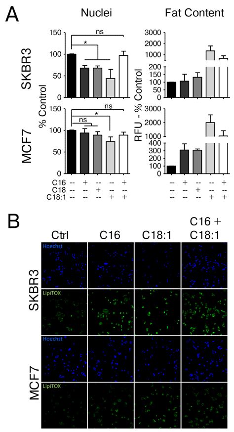 Her2neu Positive Skbr3 And Her2 Normal Mcf7 Cells Differ In Their