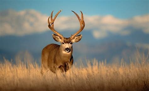 Majestic Mule Deer in Colorado