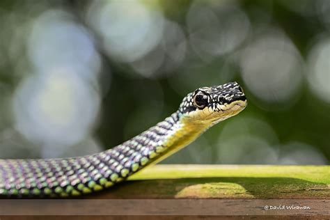 Paradise Tree Snake - Singapore Geographic