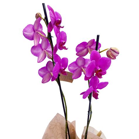 Orqu Dea Phalaenopsis Roxa