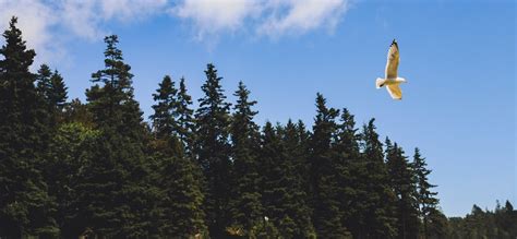 Acadia National Park Wildlife - National Park Photographer