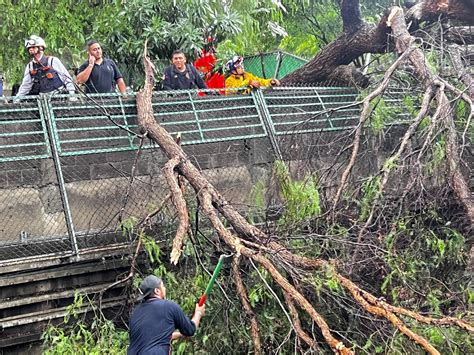 Cae árbol sobre tren del Metro CDMX Conductora resulta lesionada