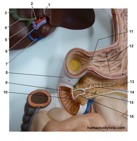 Digestive System Accessory Organ Diagram Quizlet