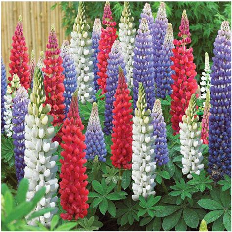 Garthwaite Nurseries Lupins Russell Hybrids Bare Root Perennial