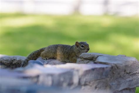 Premium Photo South African Ground Squirrel Xerus Inauris Resting On