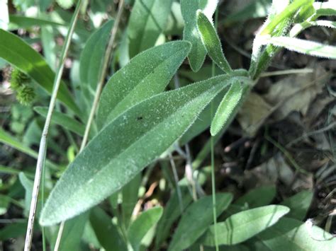 Wisconsin Wildflower | Lance-leaved coreopsis | Coreopsis lanceolata