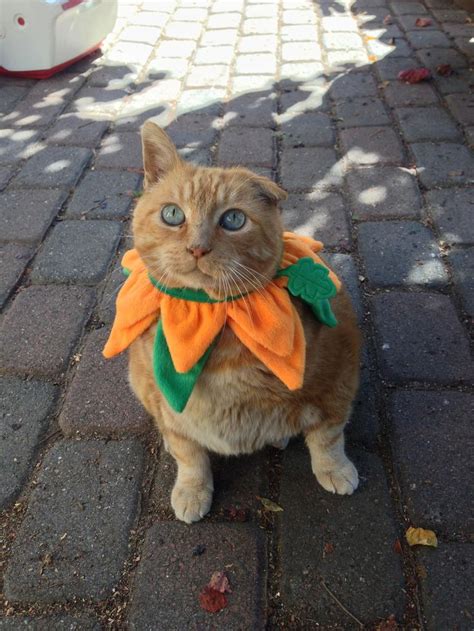 Have An Orange Cat Turn Him Or Her Into A Pumpkin For Halloween Pet