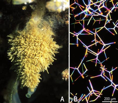 A L Ponge Calcaire Leucosolenia Variabilis Haeckel Port Du