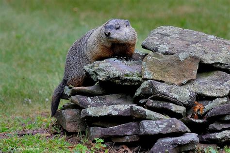 Happy Groundhog Day To Celebrate Groundhog Day One Of Ou Flickr