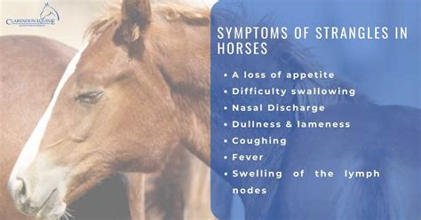 Strangles In Horses丨clinical Symptoms Treatment And Prevention